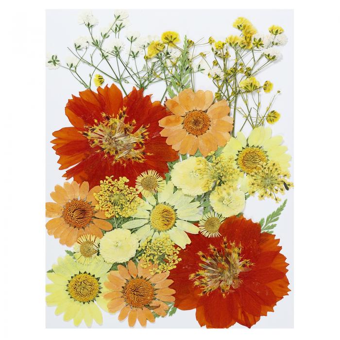 PATIKIL 乾燥押し花 自然乾燥花葉アソート DIYアートクラフト 樹脂型 スク ラップブッキング ひまわりスタイル