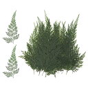 M METERXITY 24パック 押し花ドライフラワー葉 本物 天然シダ ドライ葉植物