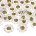 M METERXITY 12個入り 樹脂用乾燥押し花 本物 自然な大量 乾燥花 クラフト/ DIY宝石/石鹸作り/スクラ ップブッキング/キャンドル/エポキシ樹脂用品/フォトフレーム【ホワイト】