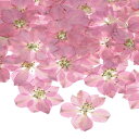M METERXITY 48パック 樹脂用乾燥押し花 本物 自然な大量 乾燥花 クラフト/ DIY宝石/石鹸作り/スクラ ップブッキング/キャンドル/エポキシ樹脂用品/フォトフレーム【ピンク】