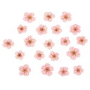 PATIKIL 乾燥押し花 樹脂DIYクラフト ネイルアート カード スクラッ プブッキング 宝石メイキング フラワーデコレーション用60個入り ライトピンク