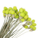 PATIKIL 16" 花瓶用乾燥花 60個 ミニ松 球花 自然な花束 バルク秋 乾燥松 球花 ホームウェディング デコパーティー用 イエロー緑