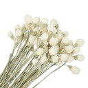PATIKIL 16" 花瓶用乾燥花 60個 ミニ松 実 花 自然な花束 まとめ買い 秋 乾燥松 実 ホームウェディング デコレーションパーティー用 ホワイト