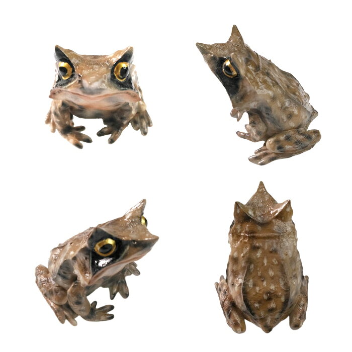 かえる 雑貨 カエルのマグネット【REPTILES MAG】ミツヅノコノハガエル / MEGOPHRYS NASUTA カエル 蛙 両生類 爬虫類 文房具 整理用品 ステーショナリー デスク オブジェ インテリア 置物【おもしろ雑貨】の商品画像 2