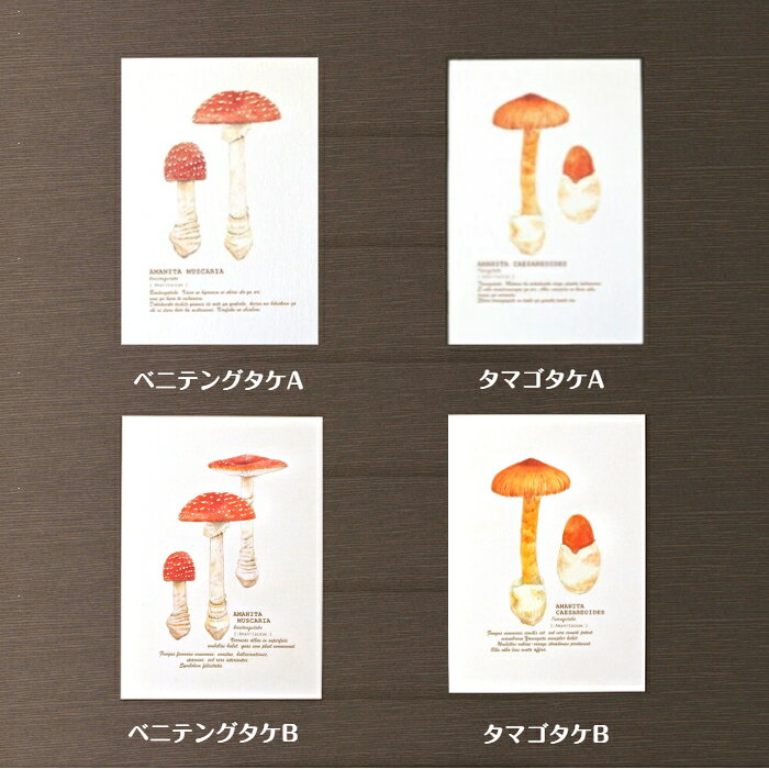 ［mocolier］図鑑風 きのこのポストカード 7種類 / ポストカード カード はがき ハガキ 葉書 絵葉書 インテリア アート 文房具 文通かわいい きのこ雑貨 きのこ キノコ 雑貨の商品画像 2