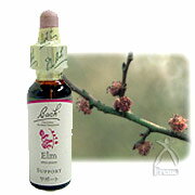 バッチフラワーレメディ No.11 エルム 10ml バッチフラワーレメディ No.11 エルム 10ml