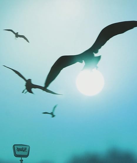 ӥǥɥߥåŷԾŹ㤨֡š۲̤ƤʤؤȡʽסˡDVDա/175Rʥʥ饤 c15307̤CDSۡפβǤʤ243ߤˤʤޤ