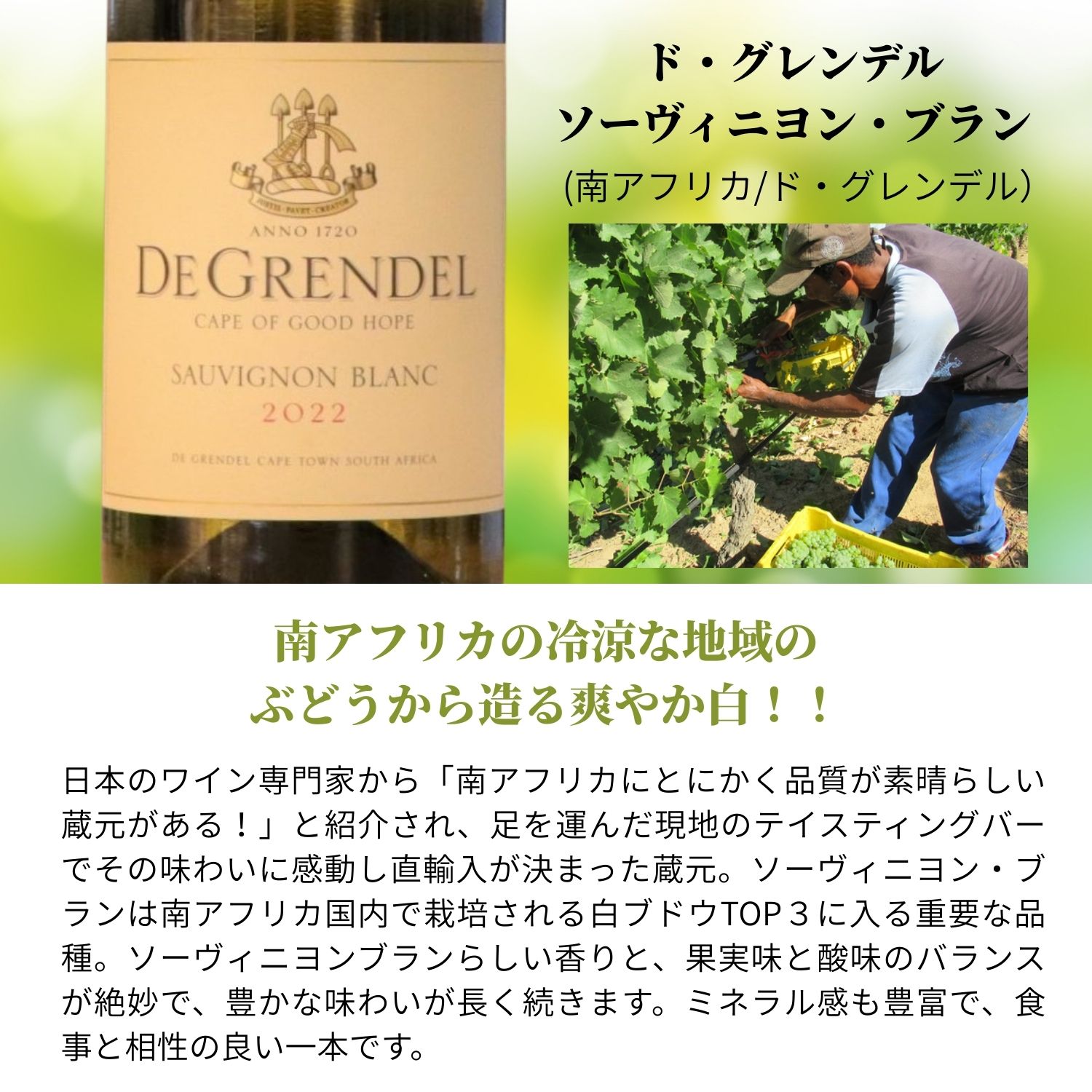【送料無料】買付隊が厳選！ワンランク上の蔵直(R)白 ワインセット 5本 第4弾 ワイ...