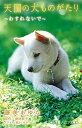【中古】天国の犬ものがたり わすれないで /小学館/藤咲あゆな(単行本)(3)