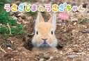 【中古】うさぎじまのうさぎちゃん /小学館/福田幸広(大型本)