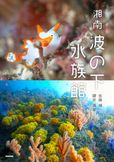 【中古】湘南波の下水族館 /青菁社/佐藤輝（単行本（ソフトカバー））