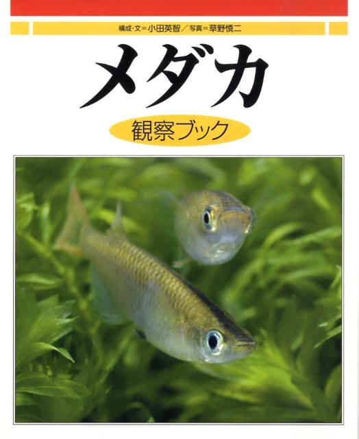 【中古】メダカ観察ブック/偕成社/小田英智（大型本）