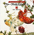 【中古】ファ-ブル昆虫記の虫たち 3 /小学館/熊田千佳慕（大型本）