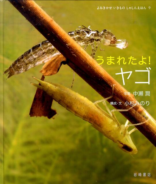 ◆◆◆全体的に使用感があります。中古ですので多少の使用感がありますが、品質には十分に注意して販売しております。迅速・丁寧な発送を心がけております。【毎日発送】 商品状態 著者名 著:小杉 みのり,写真:中瀬 潤 出版社名 岩崎書店 発売日 2011年03月 ISBN 9784265020492