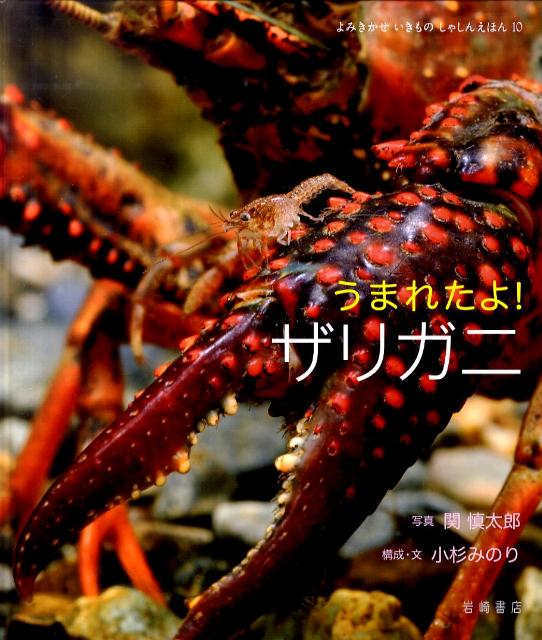 【中古】うまれたよ！ザリガニ /岩崎書店/関慎太郎（単行本）