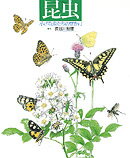 【中古】昆虫 小さな虫たちのせかい /岩崎書店/長谷川哲雄（大型本）