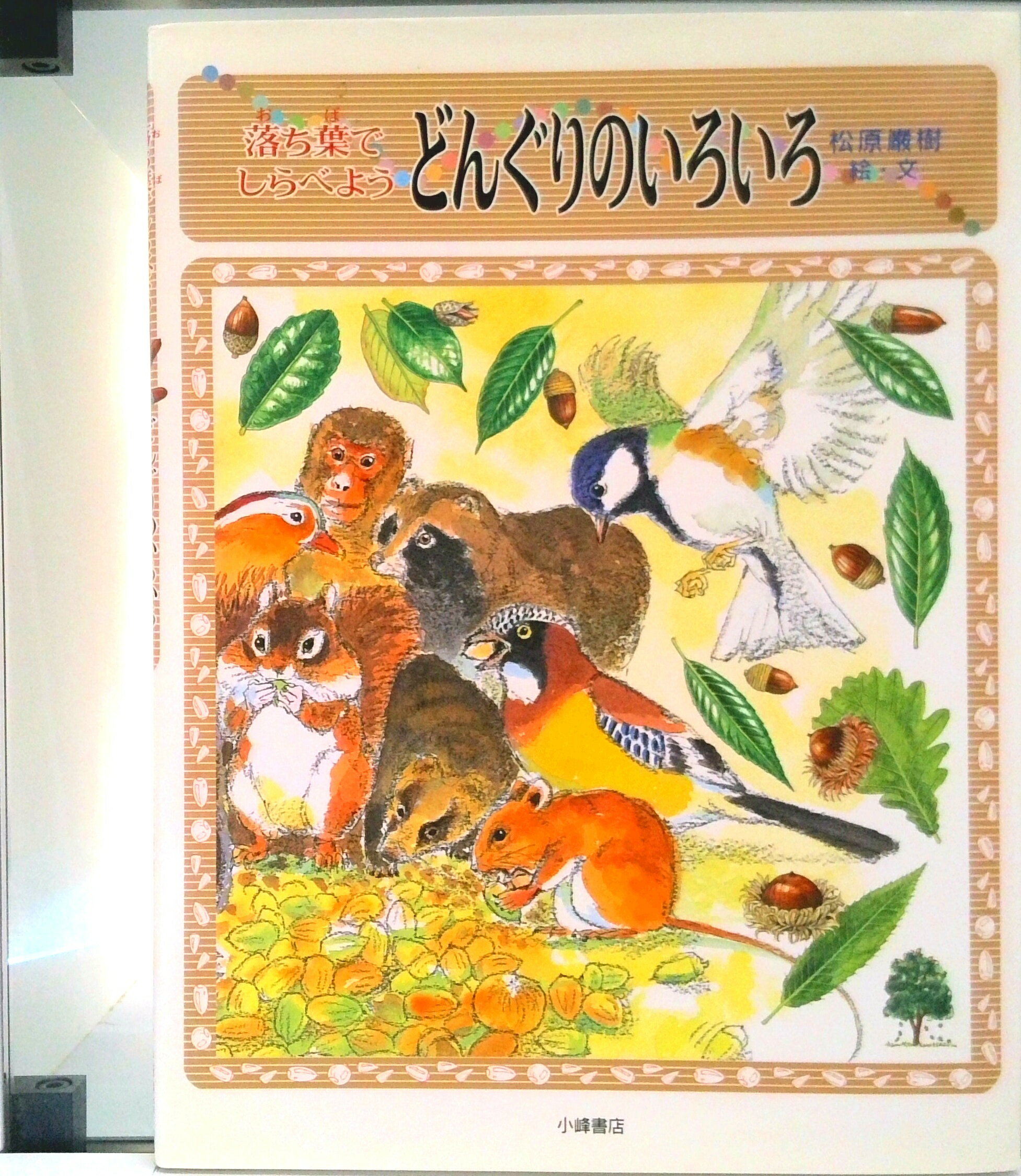 【中古】落ち葉でしらべようどんぐりのいろいろ /小峰書店/松原巌樹（大型本）