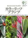 【中古】カラ-リ-フプランツ 葉の美しい熱帯・亜熱帯の観葉植物547品目の特徴と/誠文堂新光社/土橋豊(単行本)