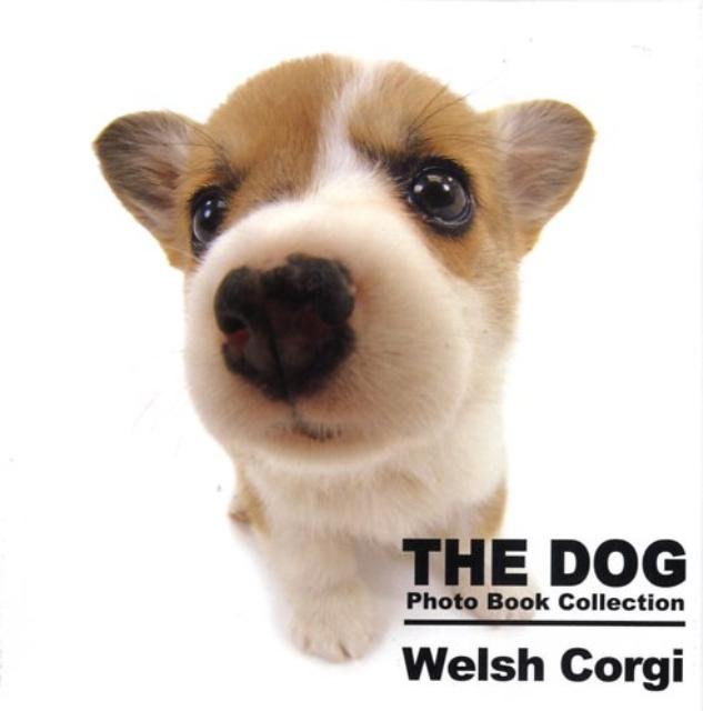 【中古】Welsh　corgi/ゴマブックス/ア-リスト株式会社（単行本）