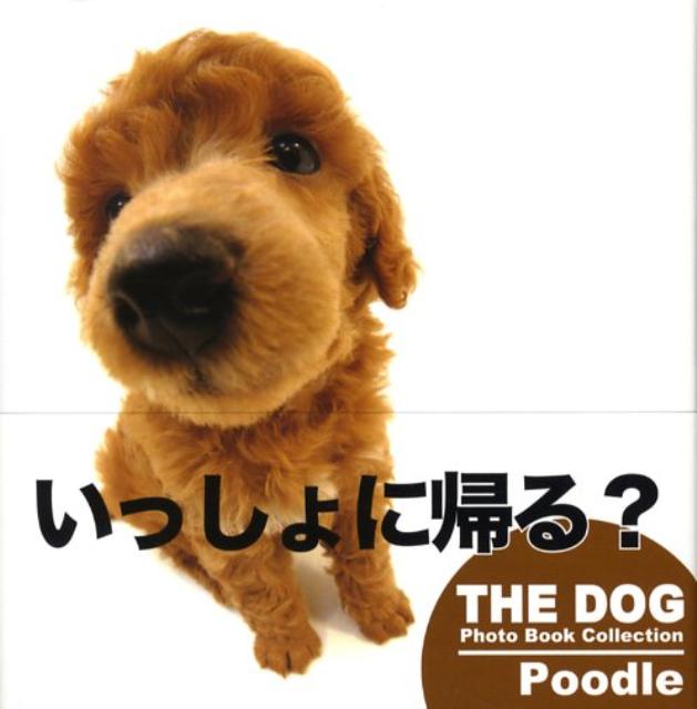 【中古】Poodle/ゴマブックス/ア-リストインタ-ナショナル（単行本）