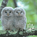 【中古】日本の梟/メイツユニバ-サルコンテンツ/真木広造(単行本(ソフトカバー))