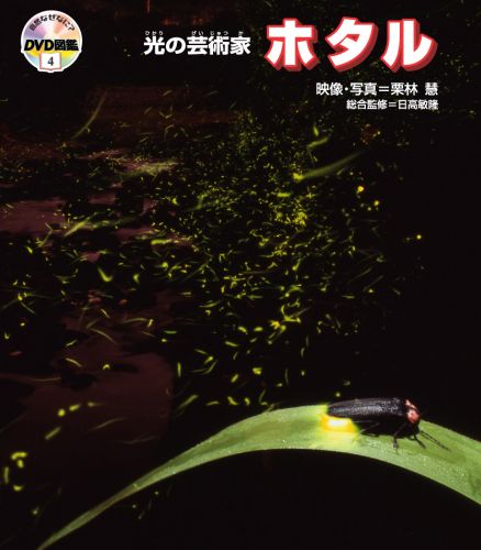 【中古】光の芸術家ホタル/アスク（新宿区下宮比町）/栗林慧（大型本）