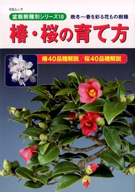 【中古】椿・桜の育て方 晩冬〜春を彩る花もの樹種/近代出版（京都）（ムック）