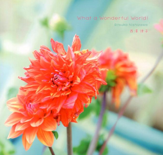 【中古】What　a　Wonderful　World！ /自然堂出版/西澤律子（単行本（ソフトカバー））