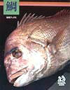 Forestry, Fisheries - 【中古】鯛 /柴田書店/柴田書店（単行本）