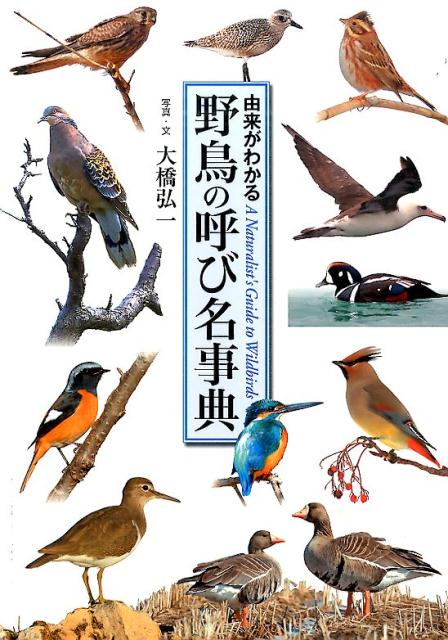 【中古】野鳥の呼び名事典 由来がわかる /世界文化社/大橋弘一（単行本）