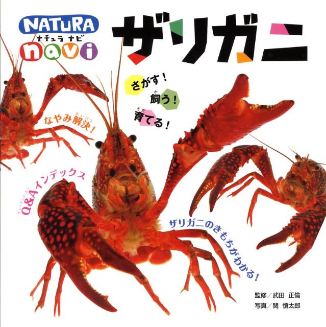 のりザリガニ様オーダー 楽天市場】ニホン ザリガニの通販