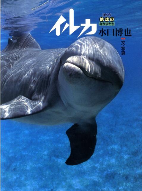 【中古】イルカ /アリス館/水口博也（大型本）