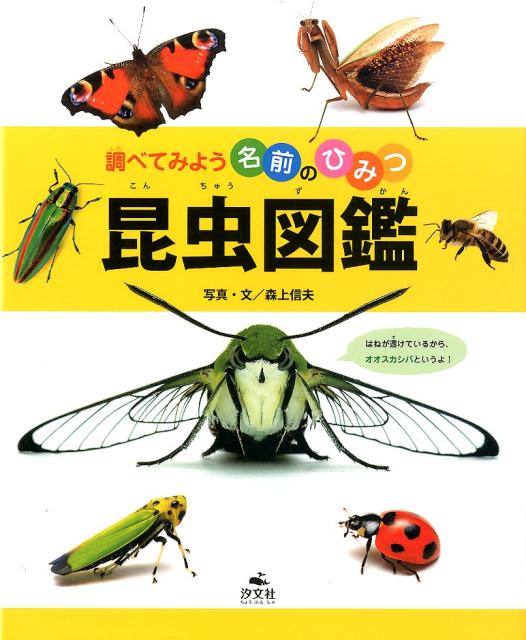 【中古】昆虫図鑑/汐文社/森上信夫（大型本）