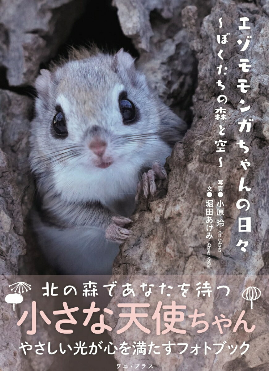 【中古】エゾモモンガちゃんの日々 ぼくたちの森と空/ワニ・プラス/小原玲（単行本（ソフトカバー））