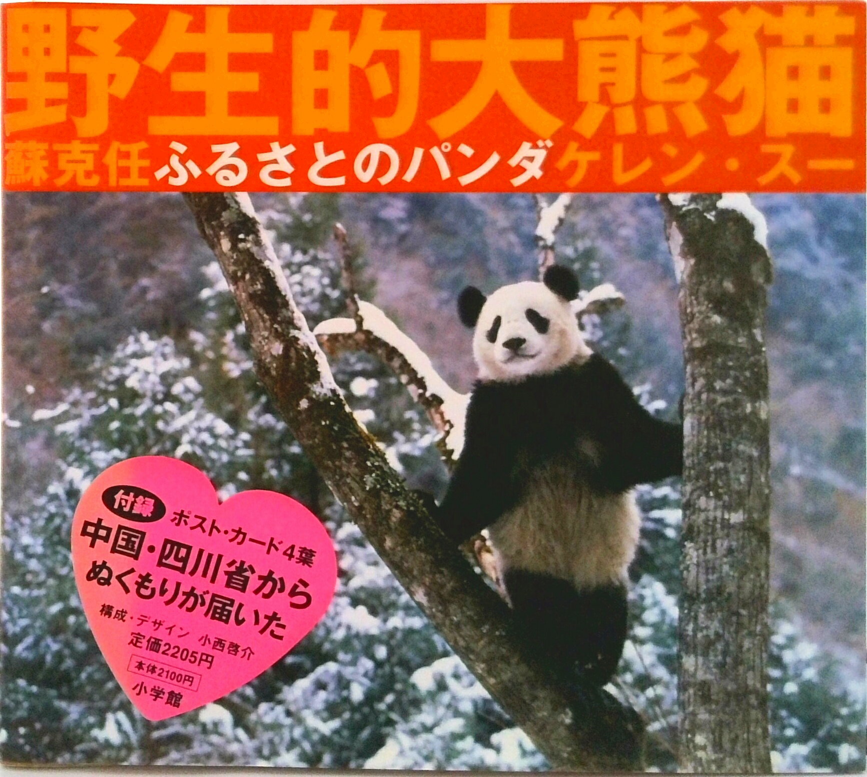 【中古】ふるさとのパンダ/小学館/蘇克任（単行本）