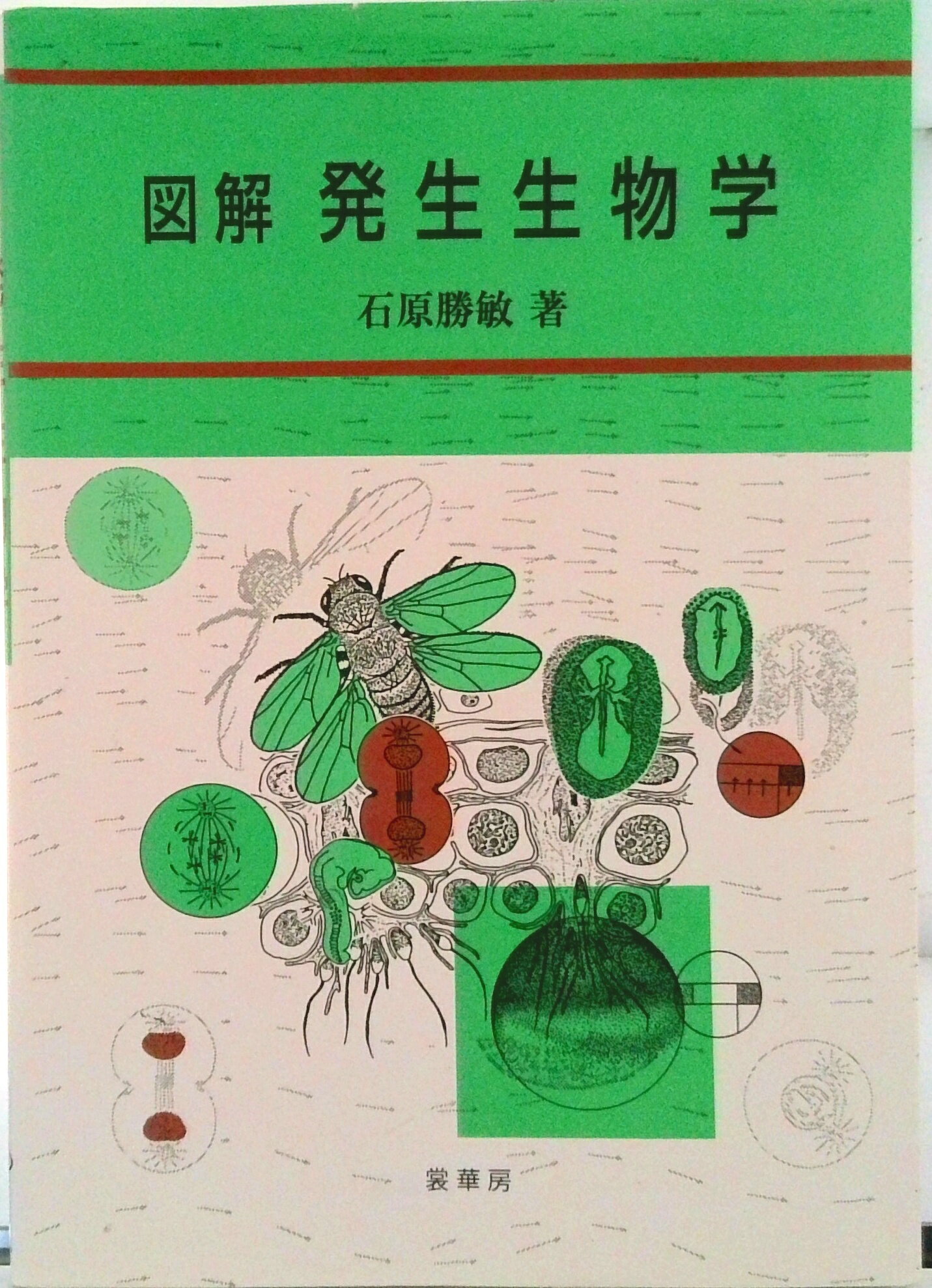 【中古】図解発生生物学/裳華房/石原勝敏（単行本）