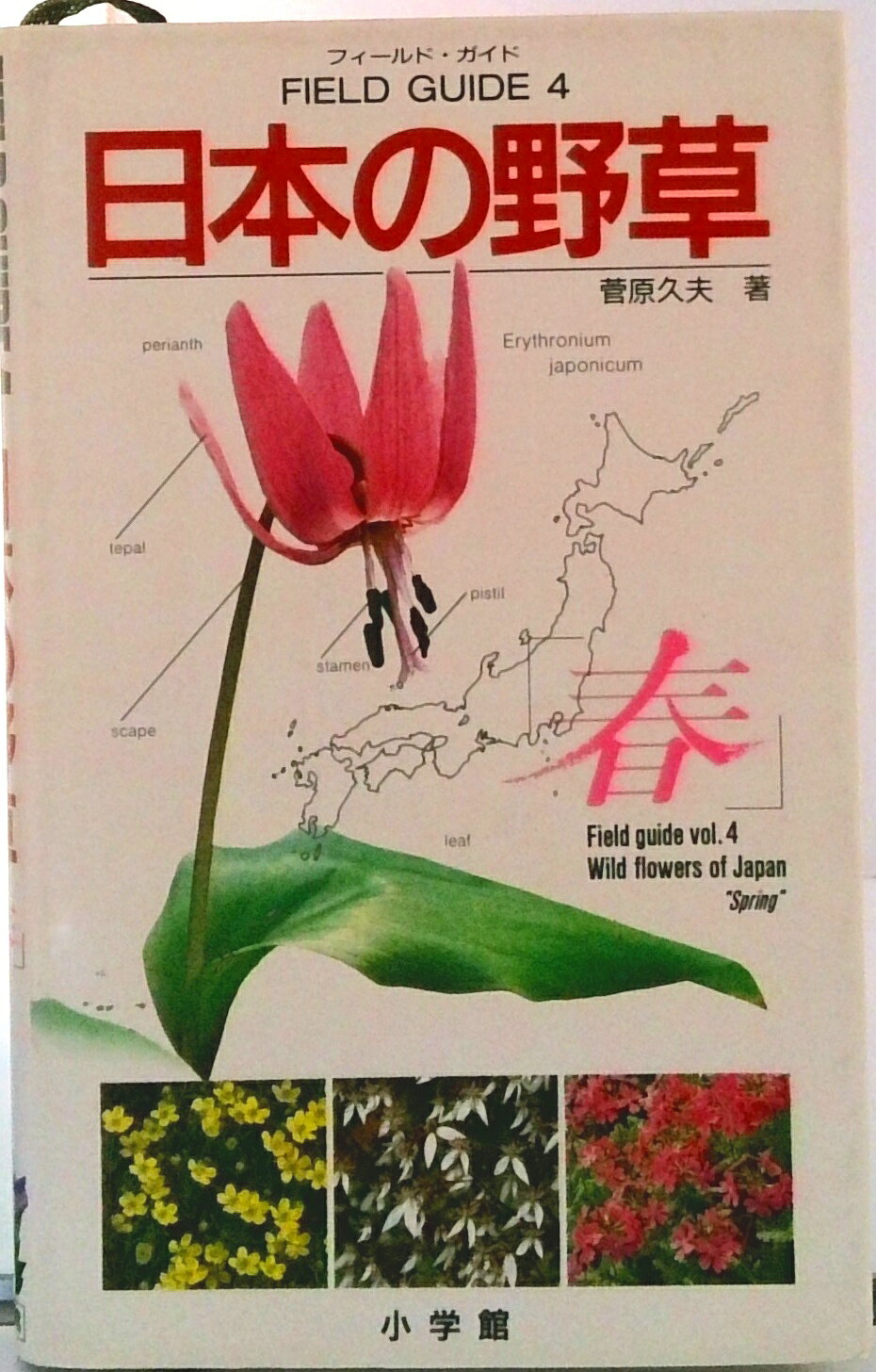 【中古】日本の野草 春/小学館/菅原久夫（単行本）
