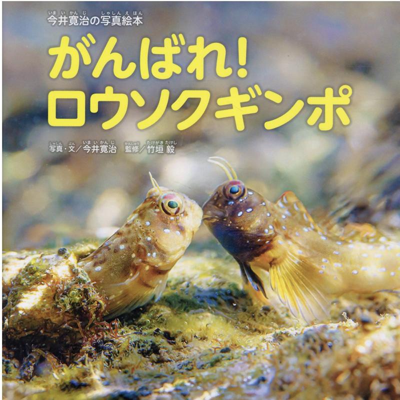 今井寛治の写真絵本 がんばれ！ロウソクギンポ ／今井寛治/竹垣毅 （大空出版）