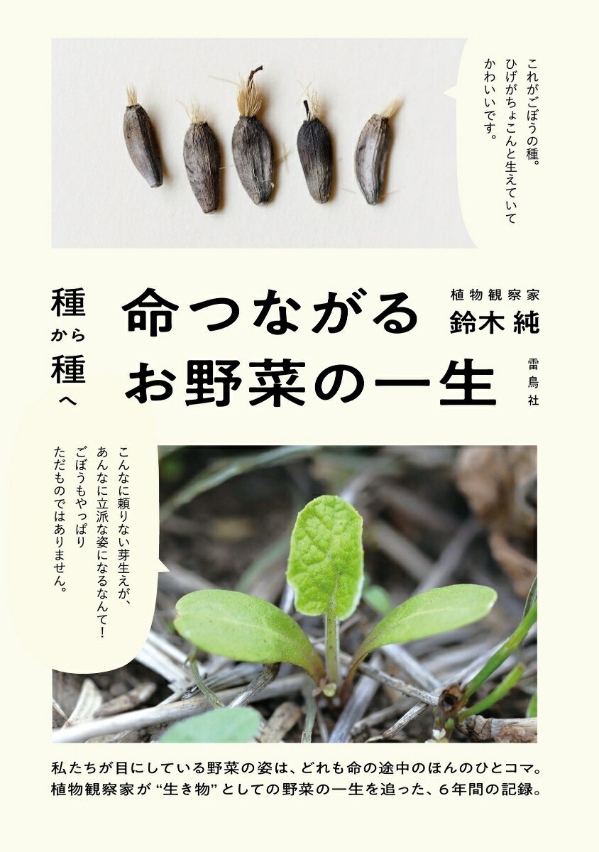【中古】種から種へ命つながるお野菜の一生/雷鳥社/鈴木純（単行本）