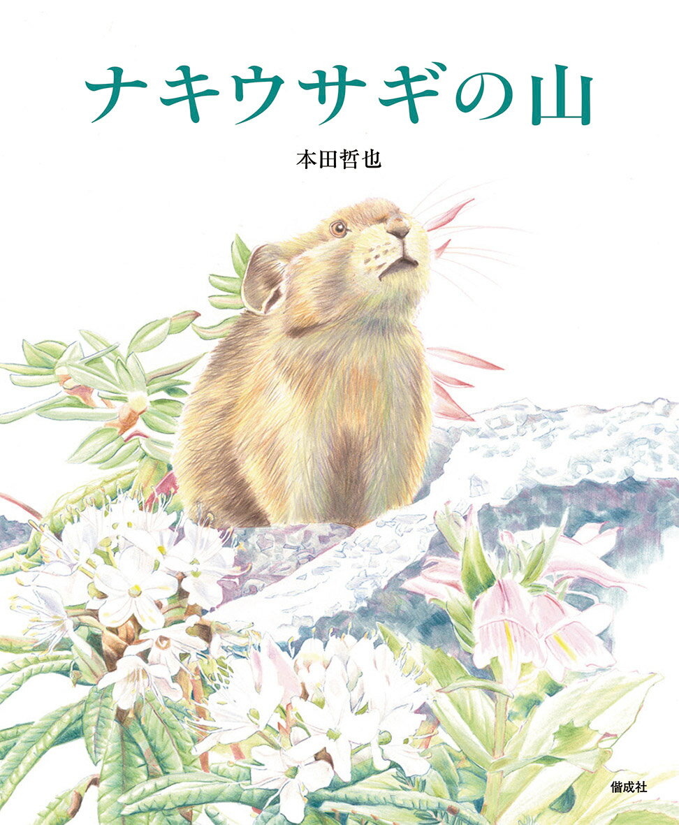 【中古】ナキウサギの山/偕成社/本田哲也（大型本）