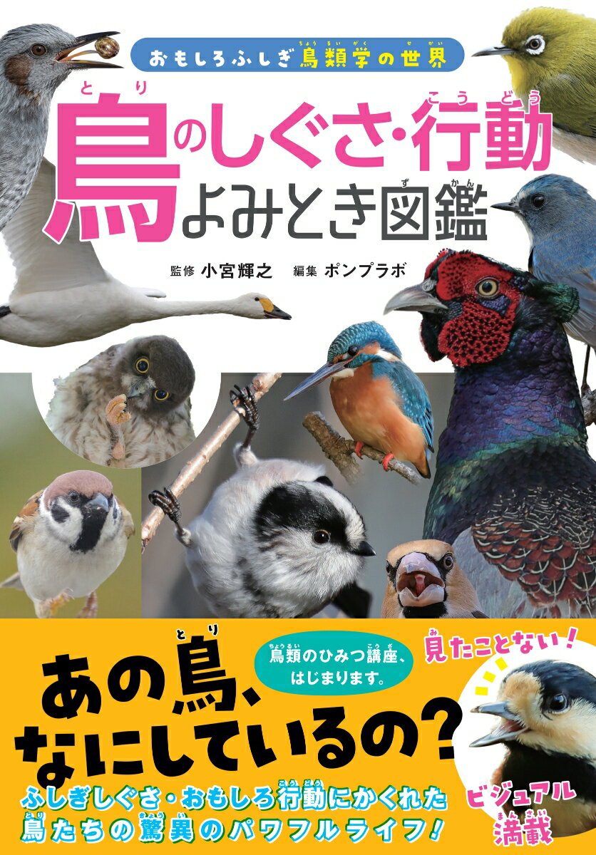 【中古】鳥のしぐさ・行動よみとき図鑑/カンゼン/小宮輝之（単行本（ソフトカバー））