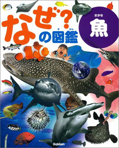 【中古】なぜ？の図鑑 魚/Gakken/本村浩之（大型本）