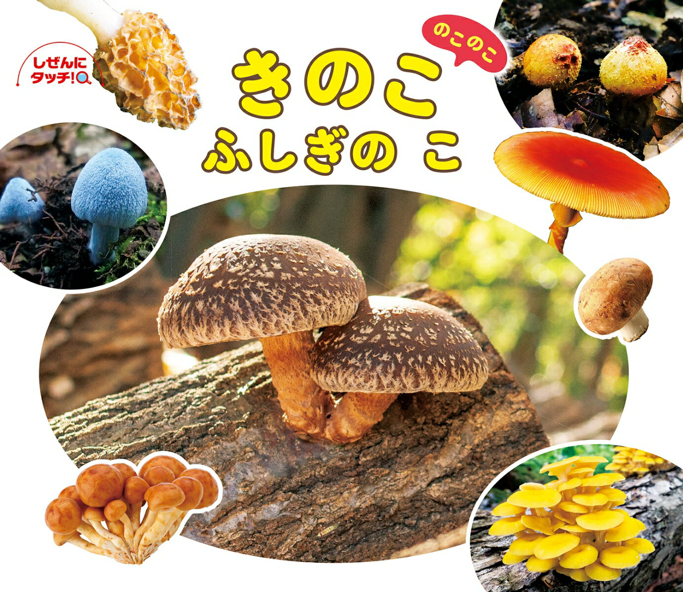 【中古】きのこのこのこふしぎのこ/ひさかたチャイルド/新井文彦（単行本）