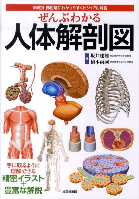 【中古】ぜんぶわかる人体解剖図 系統別・部位別にわかりやすくビジュアル解説/成美堂出版/坂井建雄（大型本）