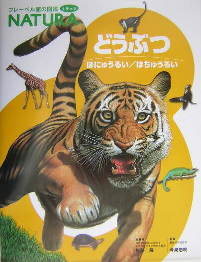 【中古】どうぶつ ほにゅうるい／はちゅうるい/フレ-ベル館/今泉忠明（大型本）