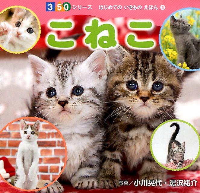 【中古】こねこ/ポプラ社/小川晃代（単行本）