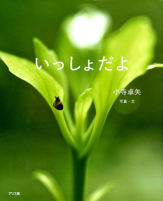 【中古】いっしょだよ/アリス館/小寺卓矢（大型本）