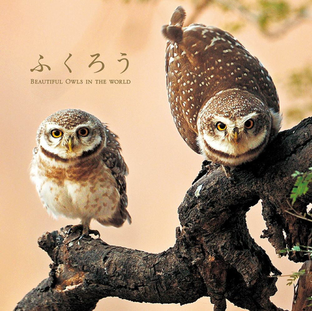 【中古】ふくろう BEAUTIFUL　OWLS　IN　THE　WOR/パイインタ-ナショナル/アフロ（単行本（ソフトカバ..