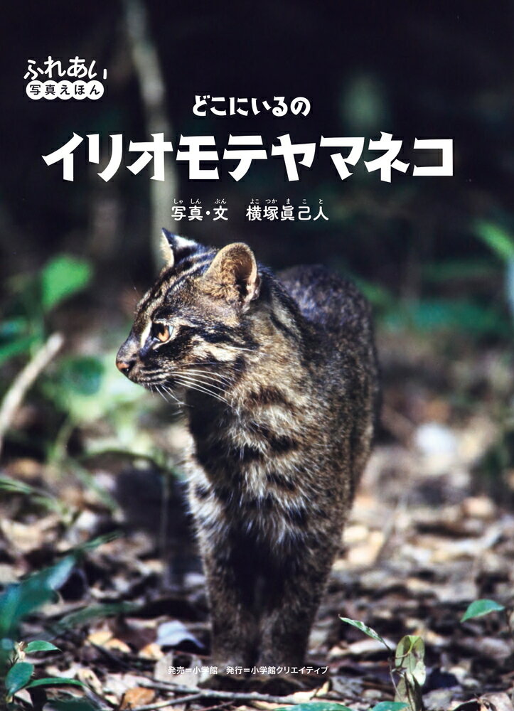 【中古】どこにいるのイリオモテヤマネコ/小学館/横塚眞己人（大型本）