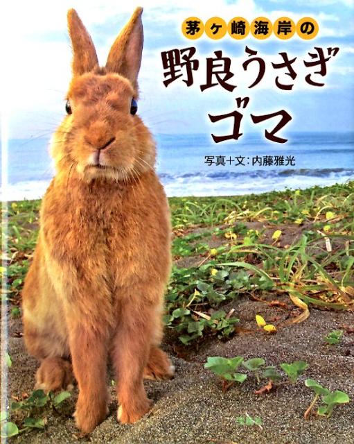 【中古】茅ケ崎海岸の野良うさぎゴマ/宝島社/内藤雅光（単行本）